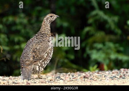 Colorful game bird grouse hi-res stock photography and images - Alamy