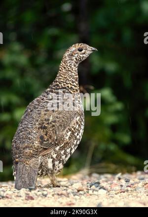 Female spruce grouse (Falcipennis canadensis) in the rain against a green background, on gravel ground Stock Photo