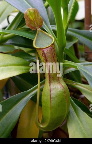 Hanging Nepenthes graciliflora, pitcher plant close up Stock Photo