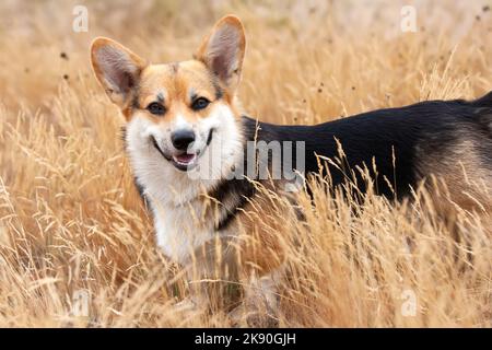 Happy Tricolor Pembroke Welsh Corgi dog walks in tall golden grass. Dog smiles Stock Photo