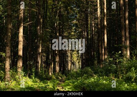 A landscape view of sunny pine forest ardennes with dense on grassland Stock Photo