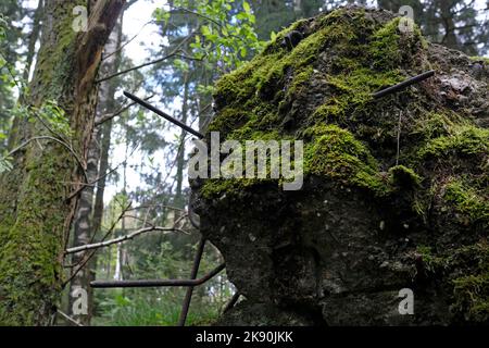 Remains of a bunker in the Hurtgen Forest in Germany Stock Photo