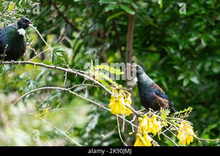 Two tui birds (Prosthemadera novaeseelandiae) singing at each other on a kowhai tree Stock Photo