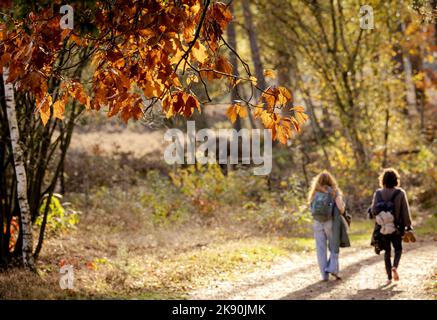 2022-10-25 14:53:44 LOW VUURSCHE - Autumn in the woods near Lage Vuursche. Autumn lures hikers outside during the autumn holidays. ANP ROBIN VAN LONKHUIJSEN netherlands out - belgium out Stock Photo