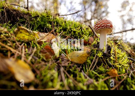 2022-10-25 14:42:07 LOW VUURSCHE - A mushroom in the woods near Lage Vuursche. Autumn lures hikers outside during the autumn holidays. ANP ROBIN VAN LONKHUIJSEN netherlands out - belgium out Stock Photo