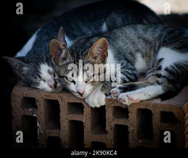 A closeup of two tabby cats lying together on the stone outdoors Stock Photo