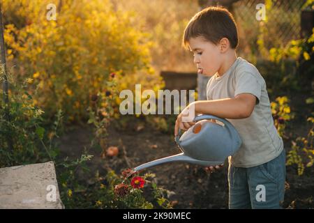 Little caucasian boy giving water to the plants from watering can in the garden at the backyard of the house on a sunny summer evening at sunset Stock Photo