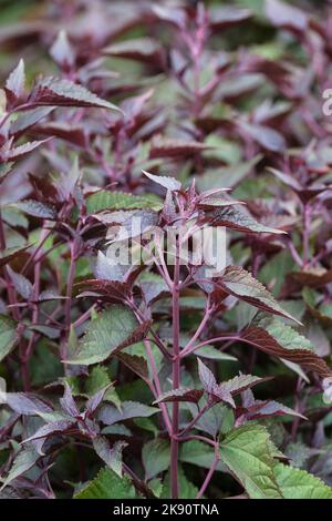 Ageratina altissima 'Chocolate',boneset 'Chocolate', Eupatorium rugosum 'Chocolate, snakeroot 'Chocolate'. Herbaceous perennial, purple stems, dark ch Stock Photo