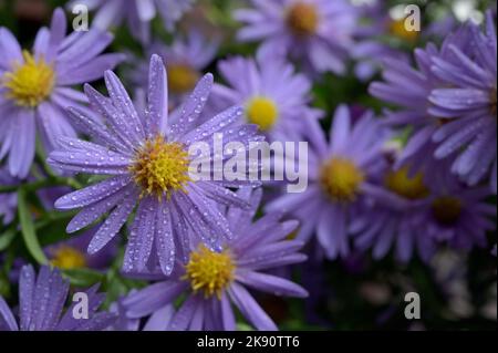 Closeup New York Aster Symphyotrichum Novi Belgii Stock Photo