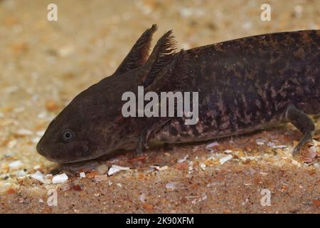 A closeup of an Anderson's salamander underwater - critically endangered Ambystoma andersoni Stock Photo