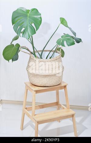 Monstera deliciosa plant in natural jute rope knit basket. Big swiss cheese  houseplant on wooden flower stand. hipster minimal house decor Stock Photo  - Alamy
