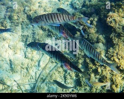 Striped Sea Bream (Lithognathus mormyrus) Cyprus, Eastern Mediterranean Sea. Stock Photo