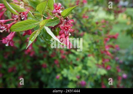 The beautiful pink weigela flowers in the green field Stock Photo