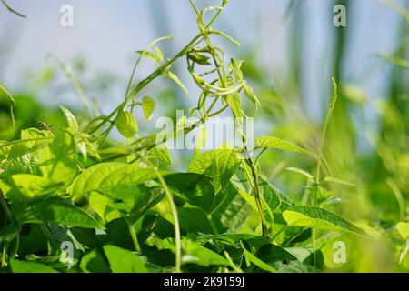 Paederia foetida (Also called skunkvine, stinkvine, gembrot, sembukan, Chinese fever vine) in the garden. This plant has special aroma Stock Photo
