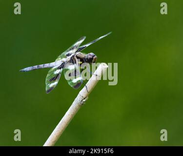 A closeup of a male Twelve-Spotted Skimmer Dragonfly, Anisoptera on a green background in Dover, UK Stock Photo
