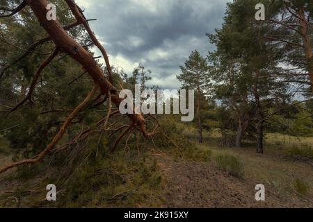 A photograph of a fallen tree covered in greenish yellow moss and lichen resting on another nearby tree in a forest of pines on Bud Blancher Trail nea Stock Photo