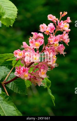 Aesculus x carnea 'Briotii', Red Horse Chestnut, Flower, Blooming Stock Photo