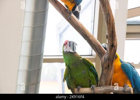 Two colored parrots sit on a branch close up Stock Photo