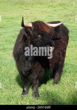 Highlander - Scottish cow in the meadow Stock Photo - Alamy