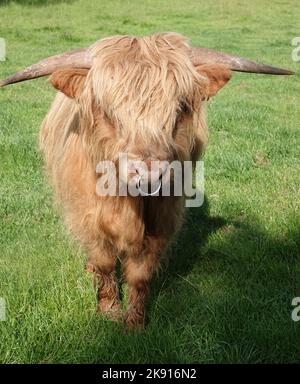 Young Scottish Highland bull on a meadow in Germany. His coat color is yellow Stock Photo