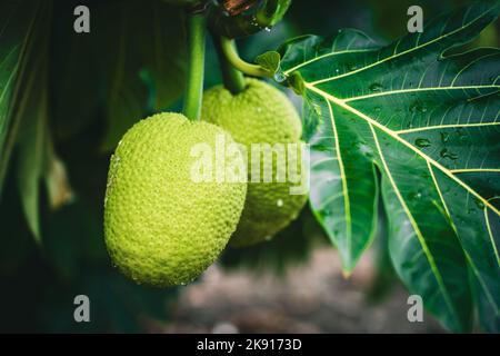 A closeup of Breadfruits, Artocarpus altilis on a tree in Nassau, Bahamas Stock Photo