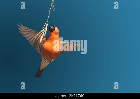 bullfinch in flight pluck ash seeds isolated on blue Stock Photo