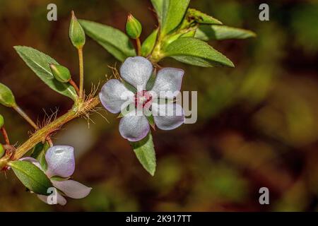 A selective focus shot of sauvagesia erecta (creole tea) Stock Photo