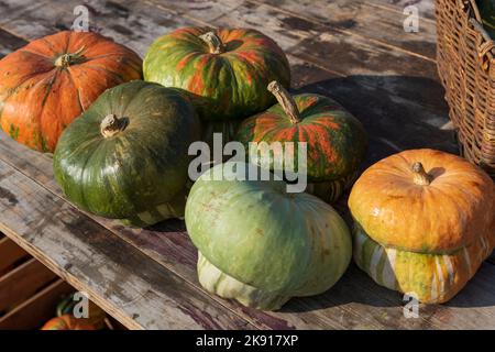 Various pumpkins on rustic table during sunny day Stock Photo