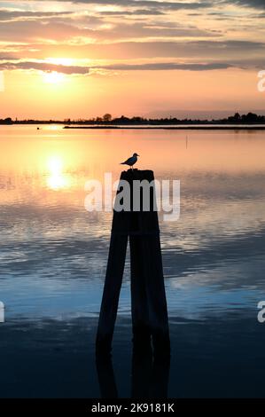 Silhouette of bird sitting on wooden pole in middle of calm lake against cloudy sundown sky Stock Photo