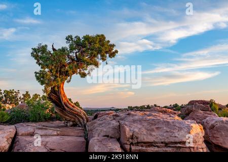 An ancient Utah Juniper on Kayenta sandstone at sunrise at Dead Horse Point State Park, Moab, Utah. Stock Photo