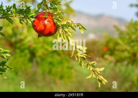 Beautiful red fresh pomegranate hanging from a branch against a green background Stock Photo