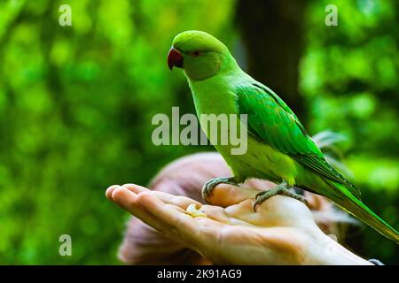 An echo parakeet (Psittacula eques) on a hand Stock Photo