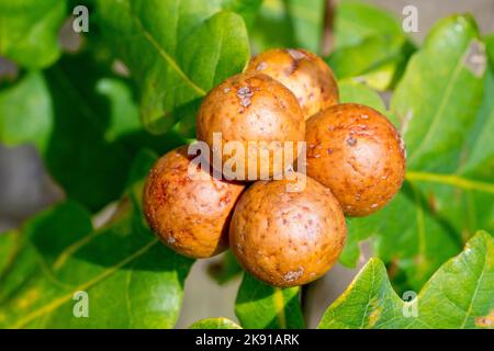 English or Pedunculate Oak (quercus robur), close up showing the round brown galls produced by the Oak Marble Gall Wasp (andricus kollari). Stock Photo