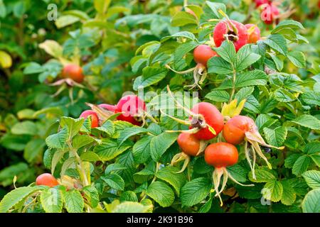 Wild Rose (rosa rugosa), also known as Japanese Rose, close up of a cluster of the large red rose hips the shrub produces in the autumn. Stock Photo