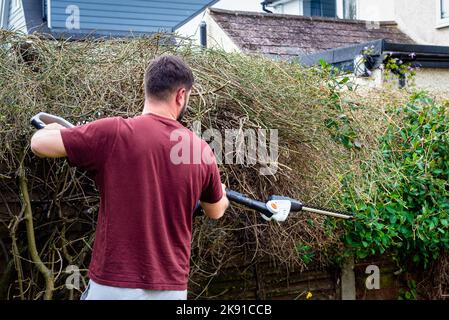 Male garden worker using hedge trimmers to cut branches from overgrown hedge over garden fence. Stock Photo