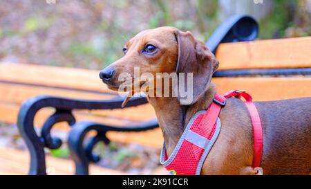 Dachshund dog in outdoor. Beautiful Dachshund sitting in the wooden bench. Standard smooth-haired dachshund in the nature. Stock Photo