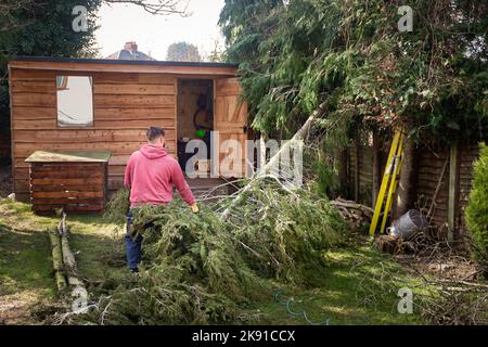 Male worker clearing fallen tree trunk and branches cut from tall trees in back garden of house. Stock Photo