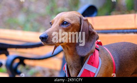 Dachshund dog in outdoor. Beautiful Dachshund sitting in the wooden bench. Standard smooth-haired dachshund in the nature. Stock Photo