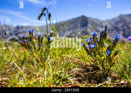 The Snow gentian, Alpine gentian (Gentiana nivalis) blooming flower with Apls mountain in background, wide angle photo, Austria Stock Photo