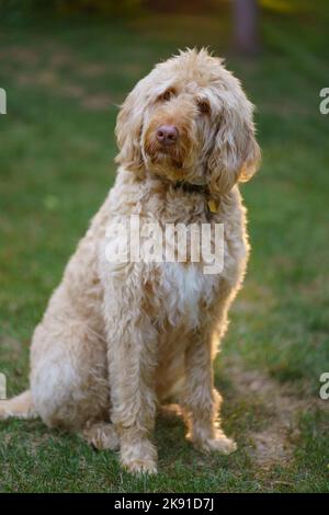 A vertical shot of the Labradoodle dog in the nature Stock Photo