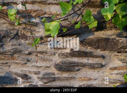 Stone and concrete wall background with ivy on top. Copy space. Stock Photo