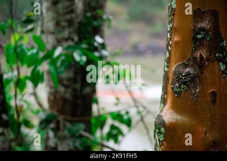 Tree trunk texture in rainy day. High quality photo Stock Photo