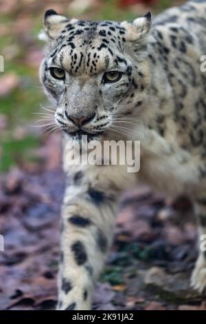 The snow leopard (Panthera uncia) Stock Photo