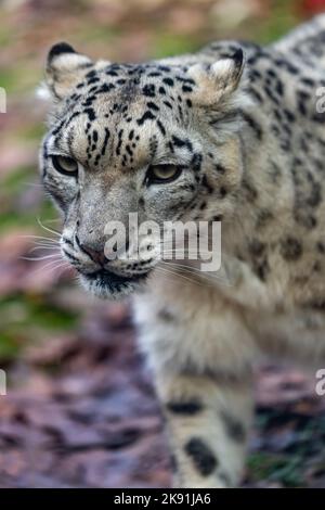 The snow leopard (Panthera uncia) Stock Photo