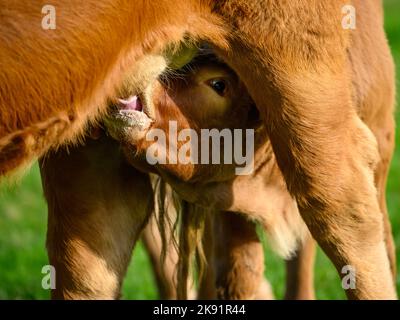 Sunlit brown cow & small newborn calf standing in farm field (hungry youngster, mother's milk, staring at camera, close-up) - Yorkshire, England, UK. Stock Photo
