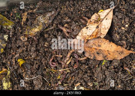 close up view from within the composter bin, fertile soil full of lumbricus Stock Photo