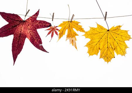 Dried and colored maple leaves on white background Stock Photo