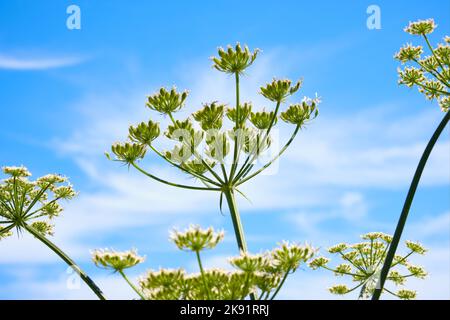 A close up low angle of Heracleum hogweed (cow parsnip) plant umbels on the background of blue sky perfect for wallpaper Stock Photo