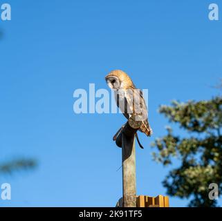 a barn owl (Tyto alba) perched on a wooden post Stock Photo
