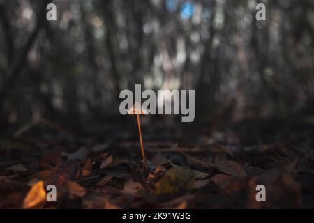 lonely mushroom in the middle of a dense forest Stock Photo